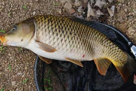 山連魚|鰱魚